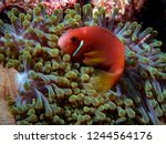 The Maldives Anemonefish (Amphiprion nigripes) is often found in beautifully coloured anemones amongst the coral