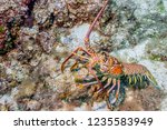 Maldives. Caribbean lobster panulirus argus among the coral reef coastal shelf.