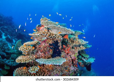 Maldives Corals House For Fishes Underwater Landscape