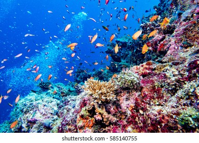 Maldives corals house for Fishes underwater landscape