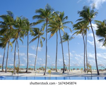 Maldives Naked Sand Beach High Palms Stock Photo Shutterstock