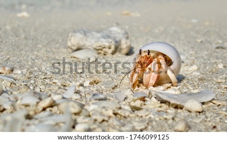 Maldives Wildlife Beach Hermit Crab Animal Shell Seashell White Beach Macro Sunny Day
