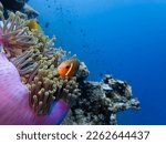 Maldivian clownfish (Amphiprion nigripes) sheltered on its anemone