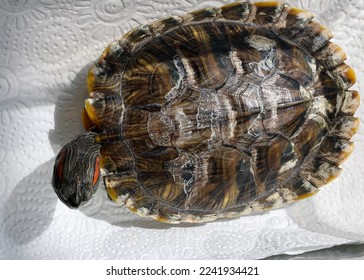A male 1-year-old red-eared slider has white patches on his upper shell (carapace). These patches are shell rot due to fungal infections. - Shutterstock ID 2241934421
