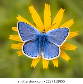 Male Adonis Blue Butterfly, Blue Argus butterfly (Polyommatus icarus) on a flower with a blurred background. - Powered by Shutterstock
