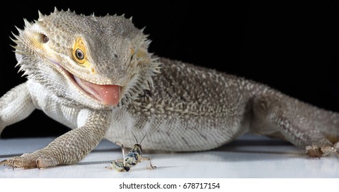 Male adult bearded dragon about to eat a locust