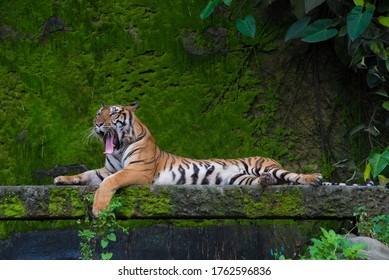 Male adult Begal tiger yanwing sticking his tongue out resting in a park with green moss background - Powered by Shutterstock