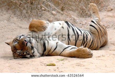 male adult bengal tiger sleeping on ground, thailand, asia , big striped pussycat panthera tigris.  furry sleeping pussy feline carnivore hunter tiger temple near burma