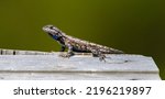 Male adult eastern fence lizard Sceloporus undulatus on wood looking at camera with cobalt blue keeled scales on throat and belly visible