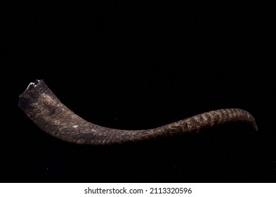 Male Adult Goat Horn On A Black Background