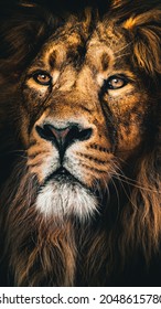 A Male Adult Lion In A Close View