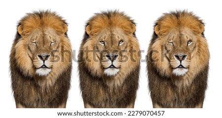 Male adult lion looking at the camera, facing at camera, winking and eyes closed, isolated on white