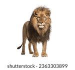 Male adult Lion standing, Panthera Leo, isolated on white