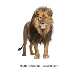 Male adult Lion standing, Panthera Leo, isolated on white