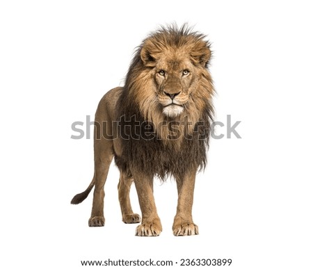 Male adult Lion standing, Panthera Leo, isolated on white