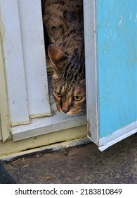 A Male, Adult Savannah Cat Opening The Front Door Of A Home And Cautiously Looking Out To See If There Is Any Danger. The Hybrid Breed Cat Has Yellow Eyes And Spotted Fur.