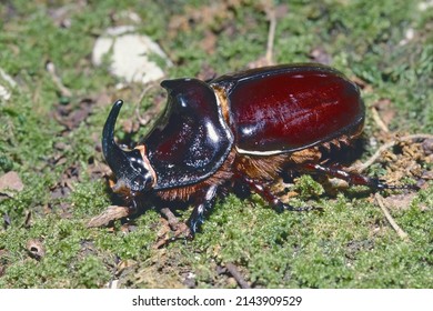 male adult specimen of european rhinoceros beetle, Oryctes nasicornis, Scarabaeidae