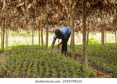 Male African American Worker Caring For Coffee Sprouts On A Plantation At Farm In Africa