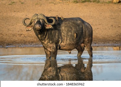 Male african buffalo standing in water with ox peckers on its back in golden afternoon light in Kruger Park in South Africa