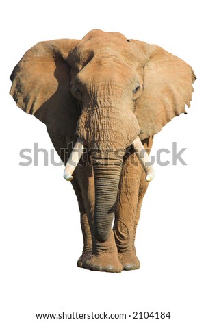 Male African Elephant isolated on white background