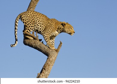 Male African Leopard (Panthera pardus) in tree, South Africa
