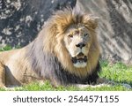 Male African Lion with black mane at the zoo. Living in Sub Sahara Africa the lion prefers Savanahs and grassy plains. The dark coloration of the lion mane may indicate a more dominant male lion.