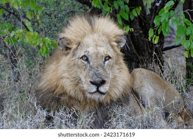 A male African Lion rests near a roadway in South Africa - Powered by Shutterstock