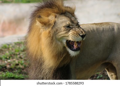 A Male African Lion Snarling