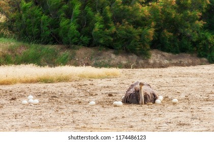 Male African Ostrich In Nest Sitting On The Eggs Until They Hatch