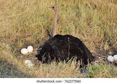 Male African ostrich in nest sitting on the eggs until they hatch, Kenya. Africa