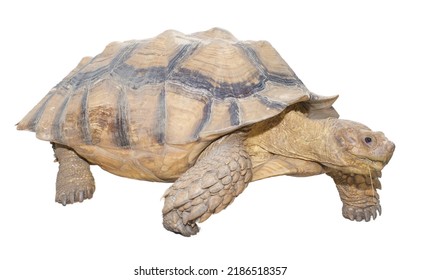 Male African Spurred Thigh Tortoise, Also Called The Sulcata Tortoise Centrochelys Geochelone Sulcata - Isolated Cutout On White Background. Third Largest Species Of Tortoise In The World.  