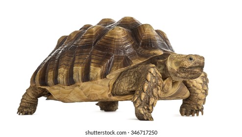 6,687 Sulcata tortoise Images, Stock Photos & Vectors | Shutterstock