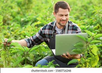 Male agricultural engineer working in field