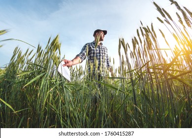 Male Agronomist In Cap Takes Notes In A Notebook On A Green Agricultural Field Of Wheat