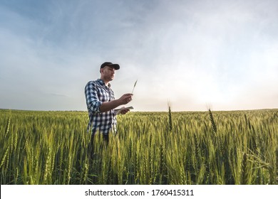 Male Agronomist In Cap Takes Notes In A Notebook On A Green Agricultural Field Of Wheat