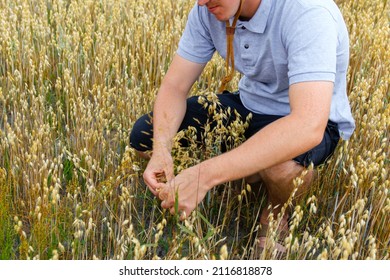 Male Agronomist. Portrait Of Farmer Seating In Gold Wheat Field With Blue Sky In Background. Young Man Wearing Sunglasses And Cowboy Hat In Field Examining Wheat Crop. Oats Grain Industry. Closeup.