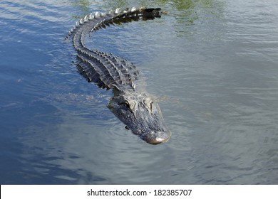 Crocodile Swimming Images Stock Photos Vectors Shutterstock