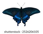 Male of Alpine Black Swallowtail (Papilio maackii) isolated on a white background