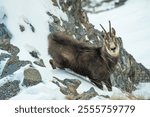 Male alpine chamois standing on a ledge against a steep snowy slope in the background and looking straight into camera. Alps, December, Horizontal, Rupicapra rupicapra.