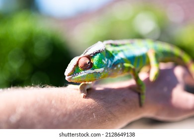 Male Ambilobe Panther Chamelelon Bright Colours