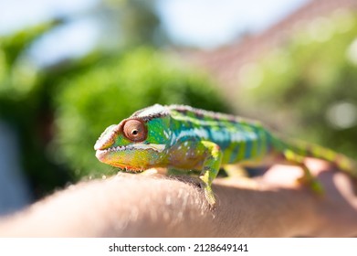 Male Ambilobe Panther Chamelelon Bright Colours