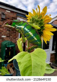 Male Ambilobe Panther Chamelelon Bright Colours