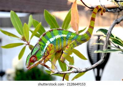 Male Ambilobe Panther Chamelelon Bright Colours