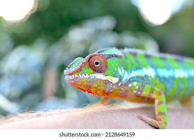 Male Ambilobe Panther Chamelelon Bright Colours