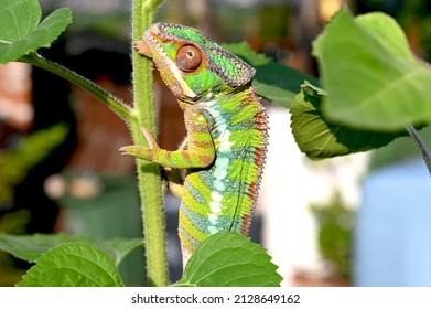 Male Ambilobe Panther Chamelelon Bright Colours