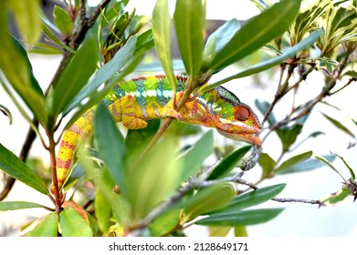 Male Ambilobe Panther Chamelelon Bright Colours