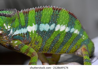 Male Ambilobe Panther Chamelelon Bright Colours