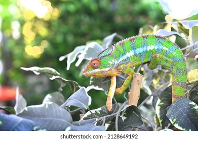 Male Ambilobe Panther Chamelelon Bright Colours