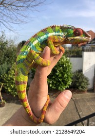 Male Ambilobe Panther Chamelelon Bright Colours