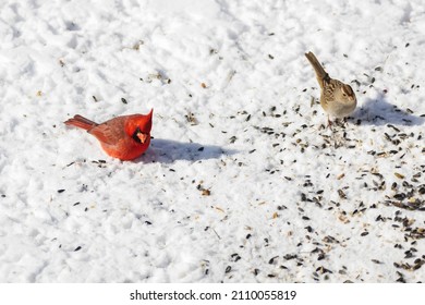 Male American Cardinal, Redbird Eating Seeds On Snow Covered Ground